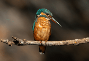 Wildlife in the Algarve – Location, location, location
