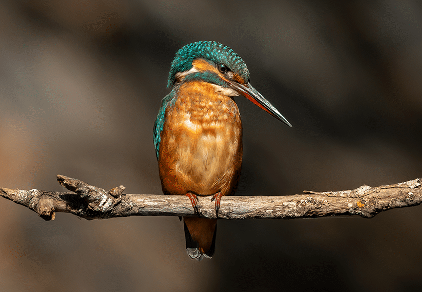 Common kingfisher|Lagoa dos Salgados|Greater flamingo|Glossy ibis|Eurasian otter|Common redshank|Glossy ibis|Common waxbill|Black-winged stilt|Little owl|Female European stonechat (backlit)|Greater flamingos in the morning mist