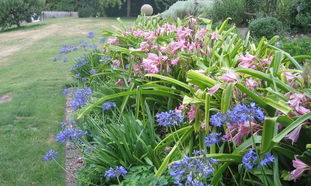 Evergreen and deciduous Agapanthus|Evergreen and deciduous Agapanthus||Evergreen and deciduous Agapanthus|Evergreen and deciduous Agapanthus