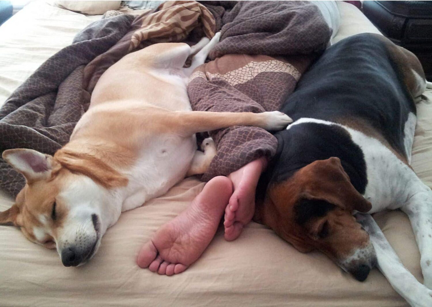 Cuddly Buddly|Pet Corner - Whose bed, yours or mine?|Pet Corner - Whose bed, yours or mine?
