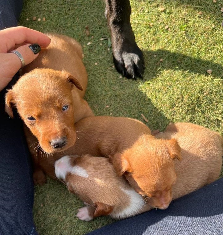 Cuddly Three (three pups rescued last Christmas)|Jenny’s jams and chutneys