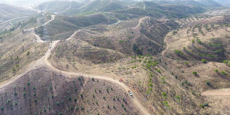 Volunteers plant record 42,000 trees to make Algarve greener