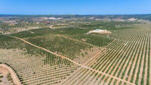 Avocado plantation cut back, ‘but to what effect?’