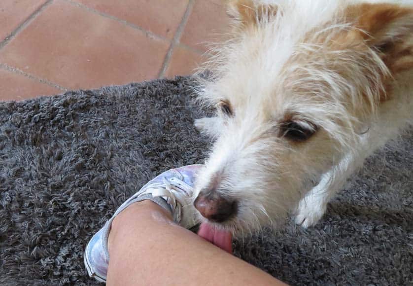 Why dogs lick and how to stop them|Why dogs lick and how to stop them
