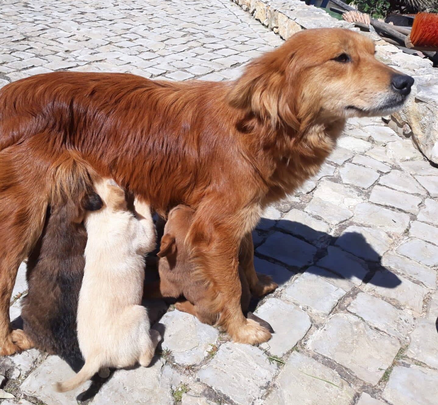 Joining forces for cat and dog sterilisation in Algarve
