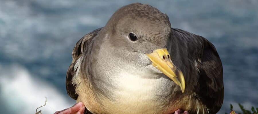 Azores island turns off lights to protect endangered seabirds