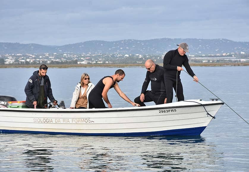 Ria Formosa seahorse population shows signs of recovery