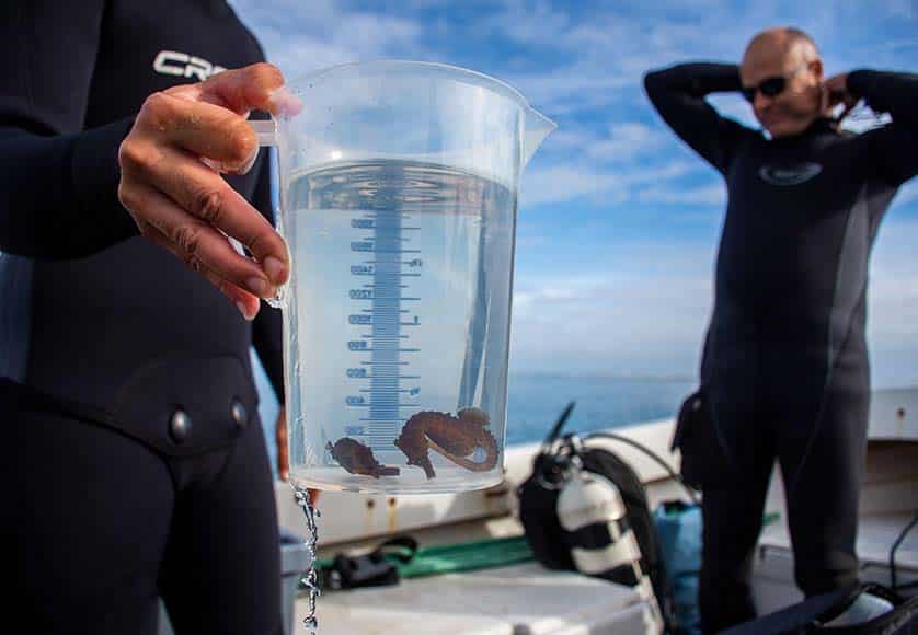 Ria Formosa seahorse population shows signs of recovery