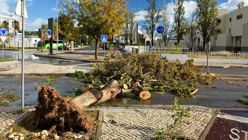 The storm caused trees to fall in Faro. Photos: Bruno Filipe Pires/Open Media|Algarve hit the hardest by Storm Bernard|Algarve hit the hardest by Storm Bernard|Algarve hit the hardest by Storm Bernard|Algarve hit the hardest by Storm Bernard