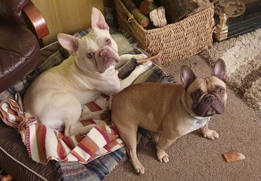 Dandy and Bella|Jan Botteril