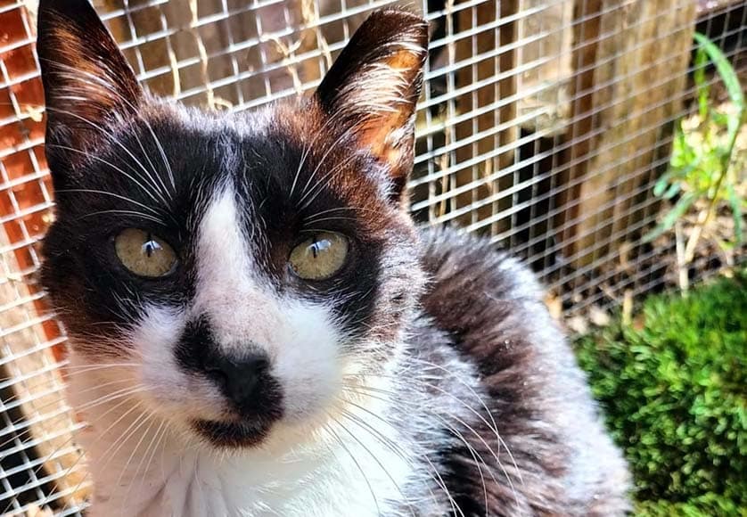 Dentolas the cat at Jardim da Aryel – Photo FACEBOOK