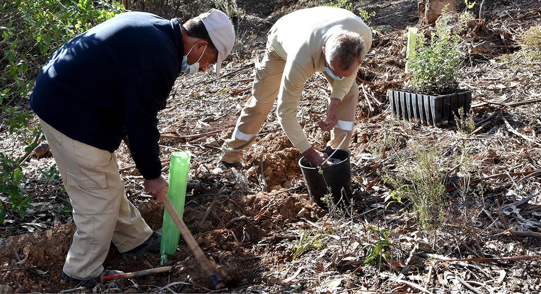 Loulé joins Life Terra project and helps plant ‘one tree per European citizen’