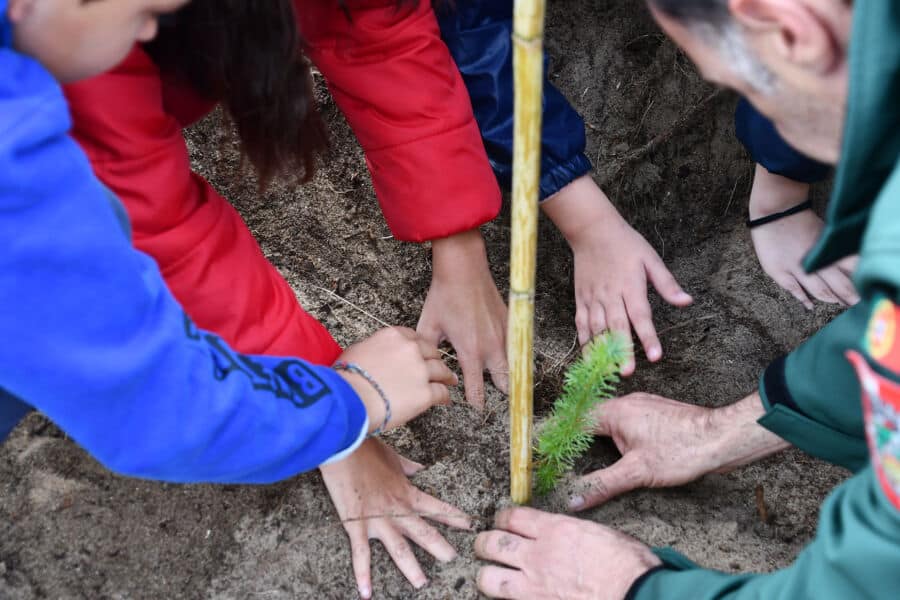 Over 100 pine trees planted in Vila Real de Santo António|Over 100 pine trees planted in Vila Real de Santo António|Over 100 pine trees planted in Vila Real de Santo António