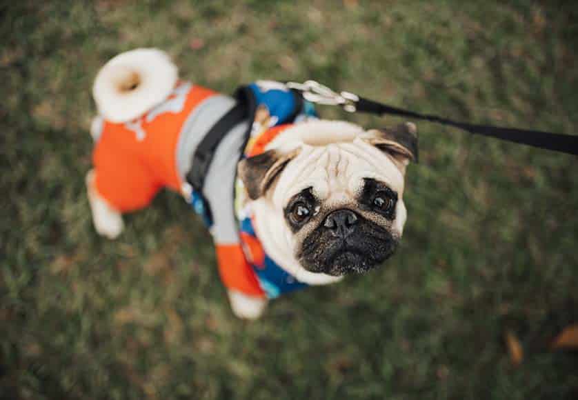 dog