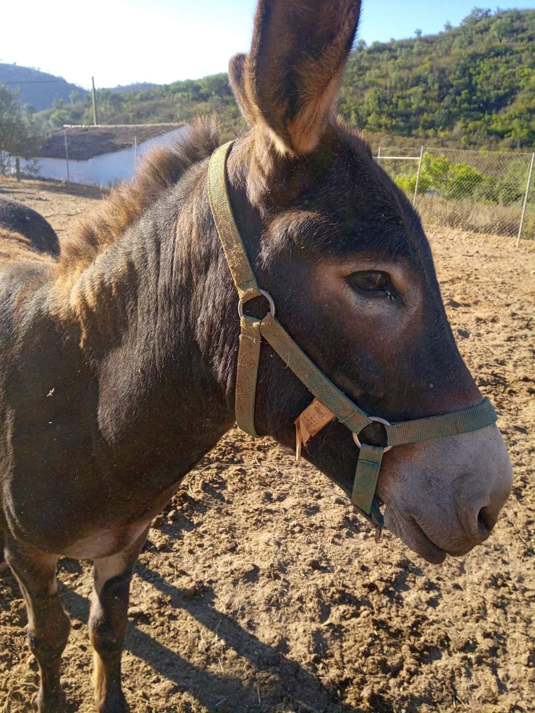 ‘Donkey’ Wigglestail animal farm