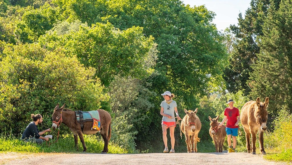Donkeys are fond of peace and relaxation_