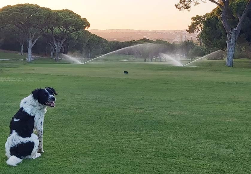 Algarve stray dog finds new home in Scotland|Algarve stray dog finds new home in Scotland