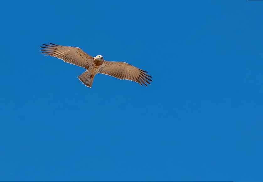 Short-toed eagle|Booted eagle (light morph)|Bonelli’s eagle|Common buzzard|Short-toed eagle hovering|Osprey