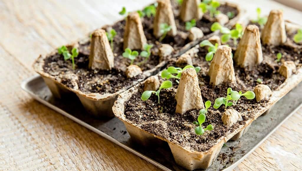 Egg box seed tray|Basil seedlings|Chile seedlings|Peony seed|Prick out seedlings by holding them by a leaf and not the stem|Seed sowing