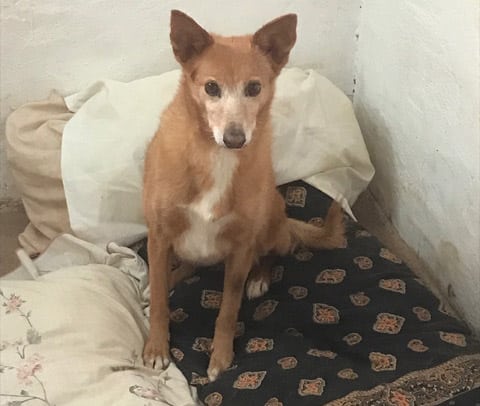 rehoming dog|rehoming dog|rehoming dog|rehoming dog