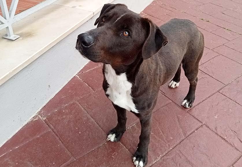 Ella|ARA Shelter|Pup 1 (re-homed)