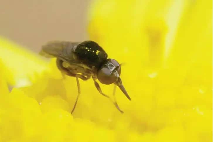 Empidideicus carrapateira