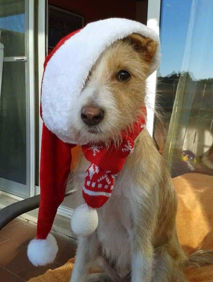 dog with Christmas hat|dog with Christmas hat|dog with Christmas hat