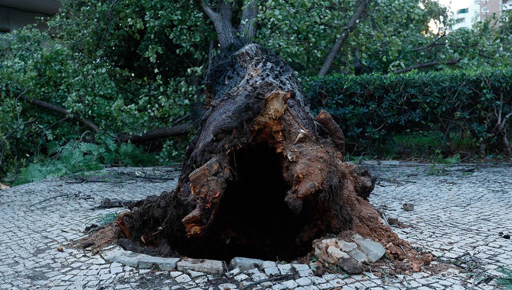 Fallen-tree-Faro|Alexandre Pereira PAN Olhão