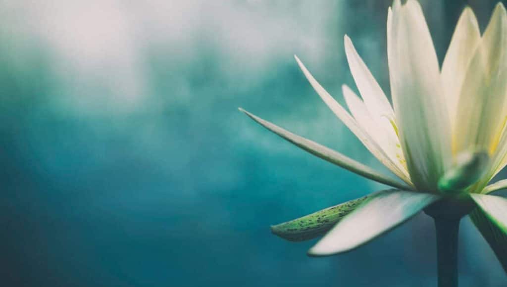 photo of a flower