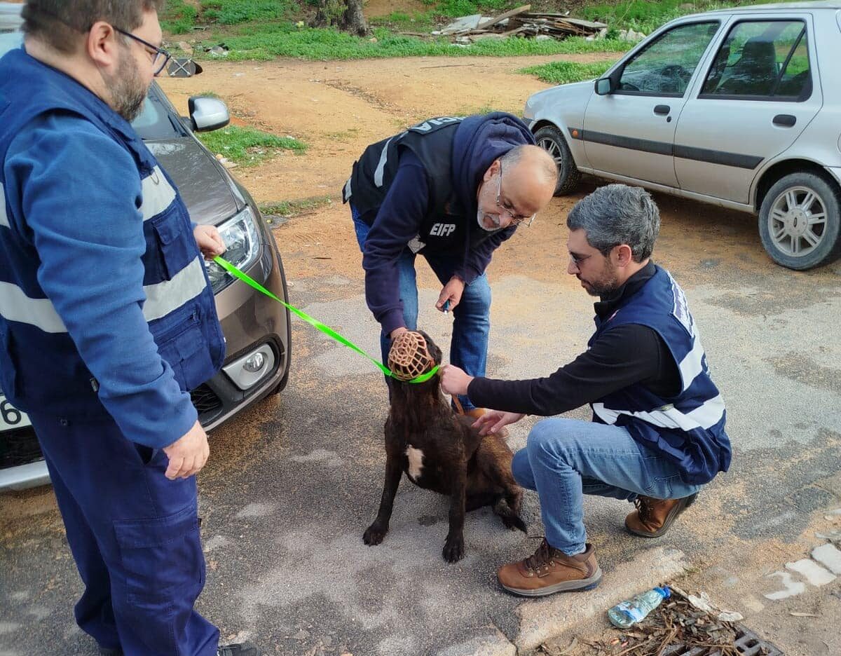 Faro carries out animal welfare inspection at two neighbourhoods