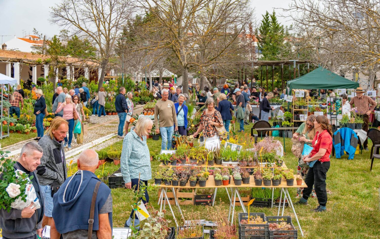 Feira de Plantas, São Brás|Unusual succulents by AfroPlants|Burford Hurry, organizer of Feira de Plantas|Marian Vanneste of Viveiro Nosso Ninho in Porches|Alain and Marie Rzepecky , Nuno Santos of AfroPlants|Hanjo and Mike of Casa das Flores, Pechão|Isabel Martins, Carlos Guerreiro, and Marcia Martins of Verdes Pardal|Vast array of drought tolerant plants by Joanna Foster & Benedict Hurst of Jardimseco, Tavira|Beautiful exotic succulents need very little water