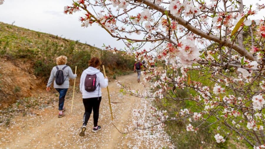 Almond Blossom Festival|Almond Blossom Festival|Almond Blossom Festival