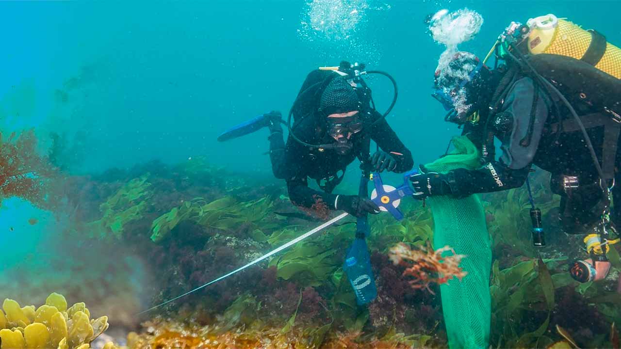Marine Forest Festival comes to Sagres