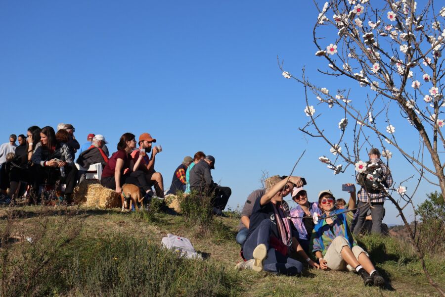 |Almond blossom festival|Almond blossom festival|Almond blossom festival|Almond blossom festival