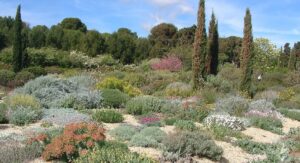 Winter inspiration for Mediterranean Gardeners