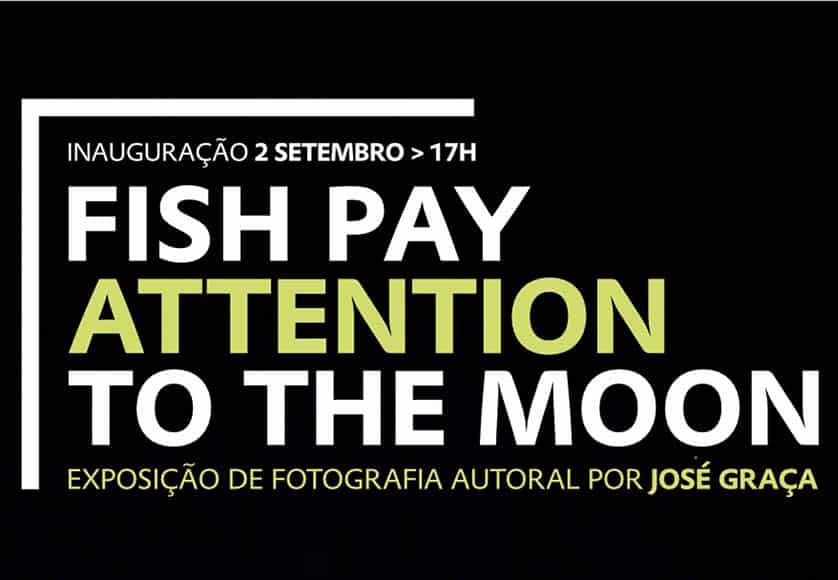 Fish pay attention to the moon