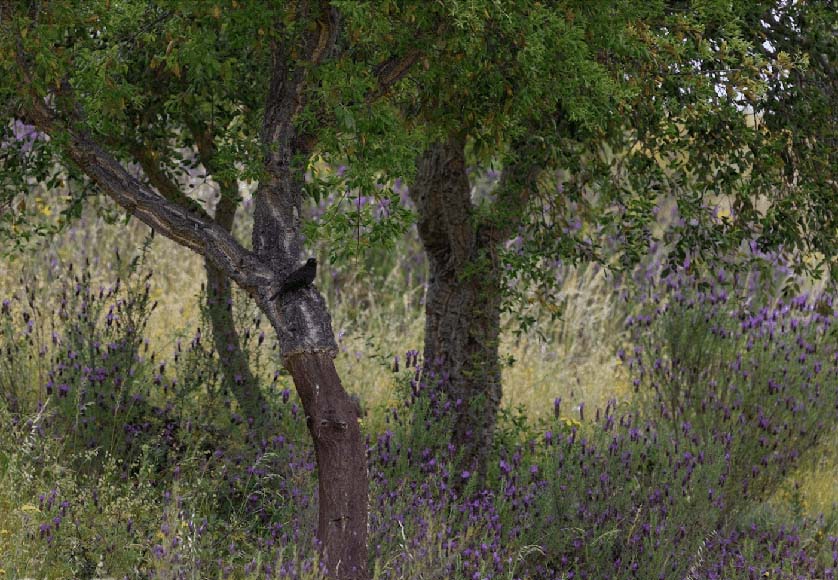 Floresta-Nativa|First Miyawaki Forest planted in the Algarve