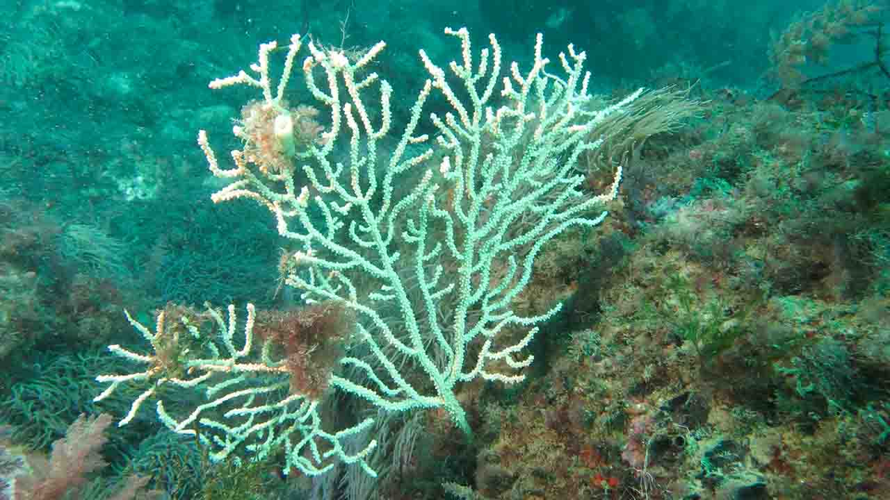 Marine Forest Festival comes to Sagres