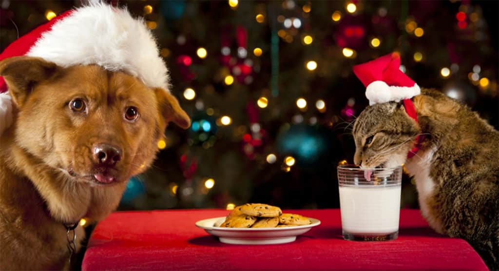 Cat and Dog at Christmas|Des res for cats