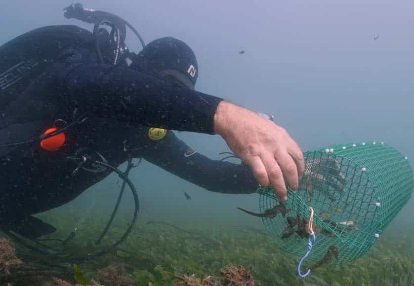 Ria Formosa seahorse population shows signs of recovery