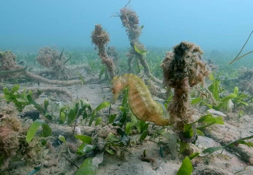 Ria Formosa seahorse population shows signs of recovery|Ria Formosa seahorse population shows signs of recovery|Ria Formosa seahorse population shows signs of recovery|Ria Formosa seahorse population shows signs of recovery
