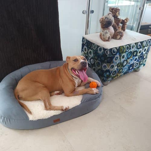 Part of the proceeds of the book’s sales will go to help Tiny Shelter in Albufeira, from which David adopted his new Pitbull companion, Freddie