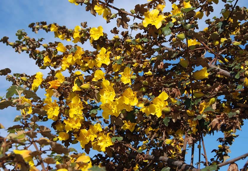 Fremontodendron californicum|California poppies in drought tolerant garden|Ceanothus|Dudleya pulverulenta|Salvia apiana|Salvia ´Allan Chickering´