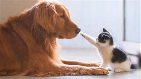 Friends