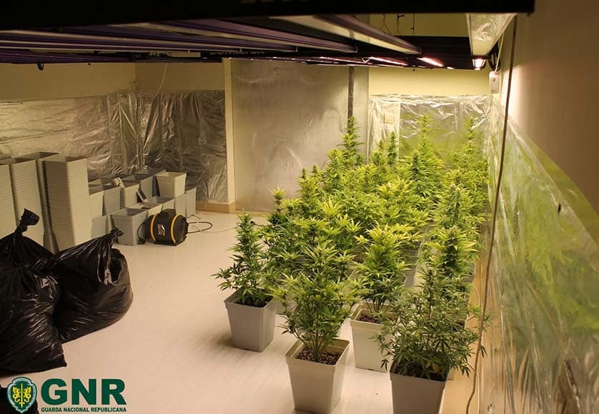 GNR police dismantle cannabis greenhouses in Messines|GNR police dismantle cannabis greenhouses in Messines|GNR police dismantle cannabis greenhouses in Messines