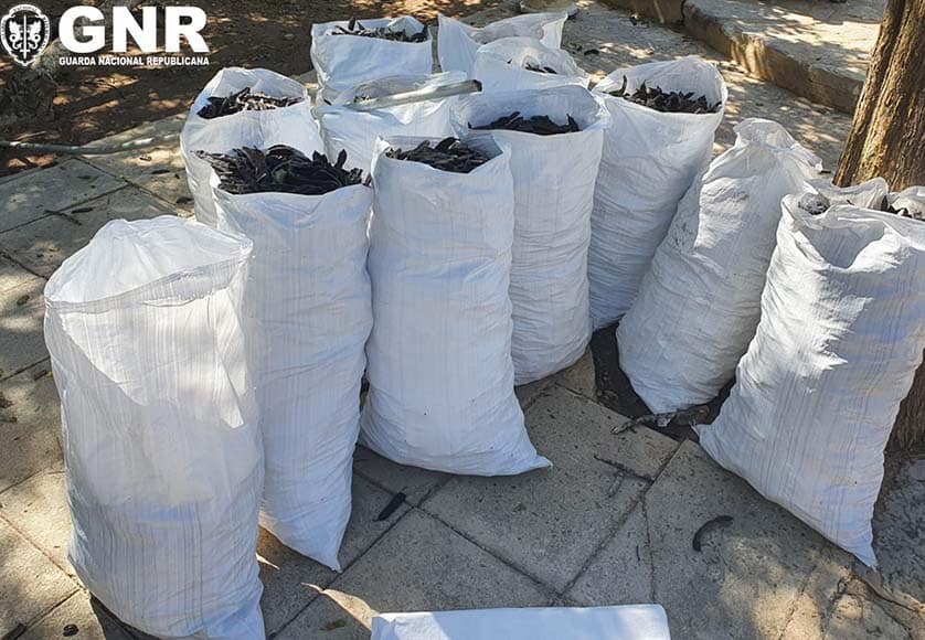 Over 8 tonnes of carobs seized in Manta Rota
