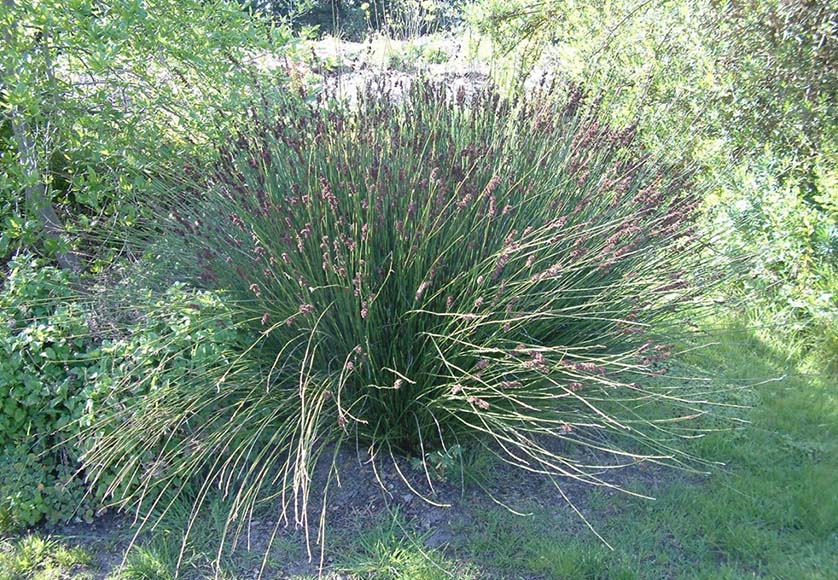 Cape rush restio|Elegia capensis - Restio bamboo|Kirstenbosch garden view|Leucospermum red flowers|Leucospermum yellow flowers|Plectranthus ground cover in Algarve garden|Protea|Protea|White watsonias