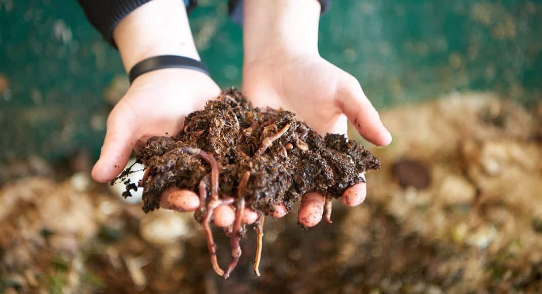Compost and worms||Composting the kitchen waste in a plastic compost bin|
