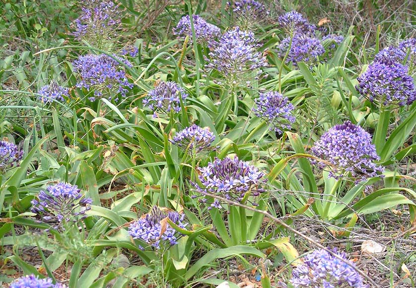 Scilla peruviana|Amaryllis flower head|Freesia mixed|Ipheion blue flowers|Narcissus paperwhite|Scilla peruviana