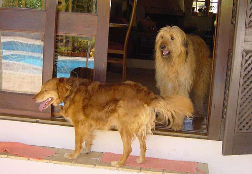 Gemma and Fergie rescue dogs|‘Dozey’, one of the abandoned puppies